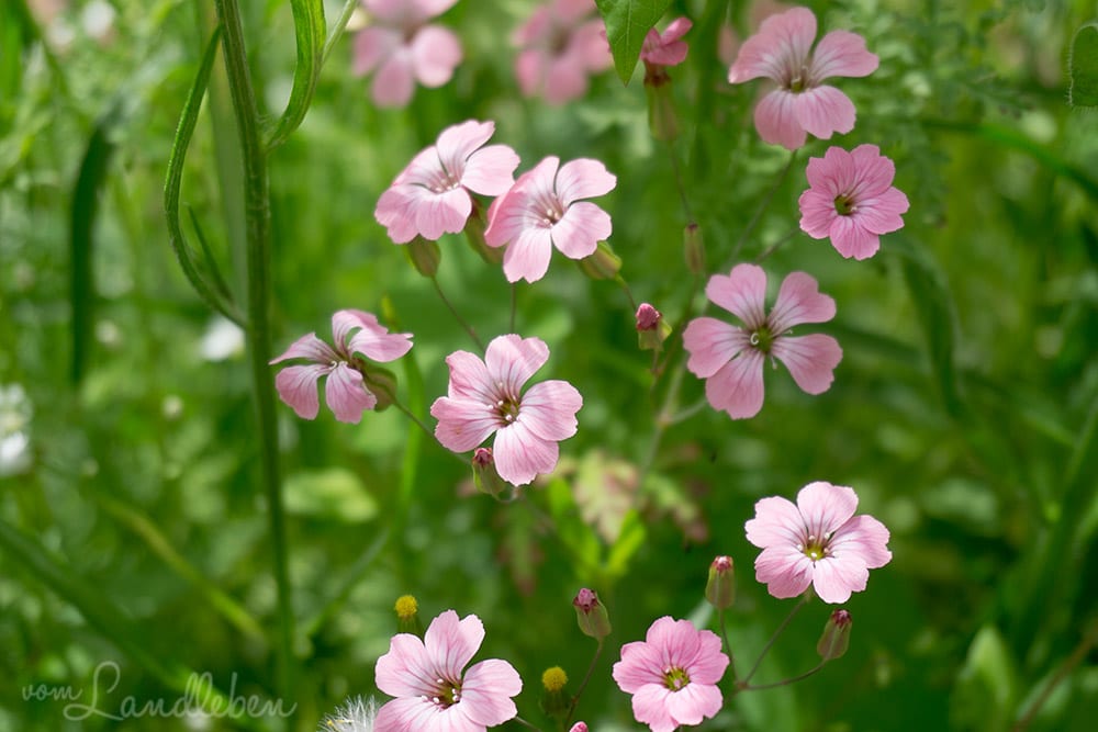 Unser Gartenguckloch im Juni 2017