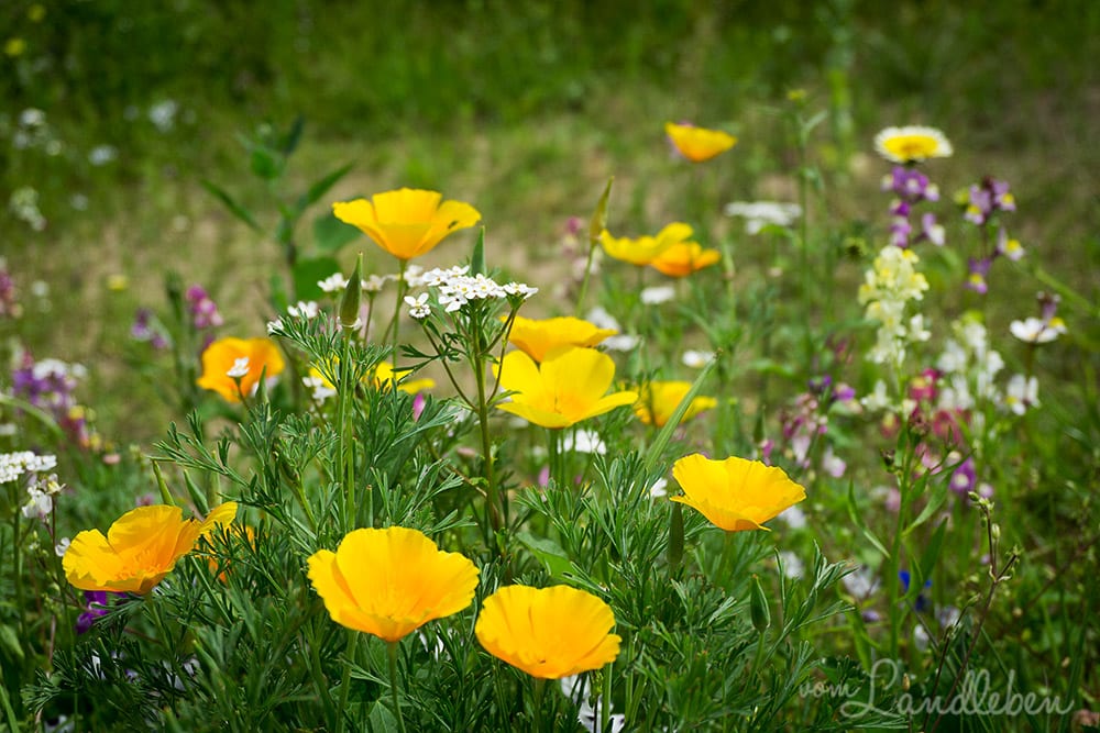 Unser Gartenguckloch im Juni 2017