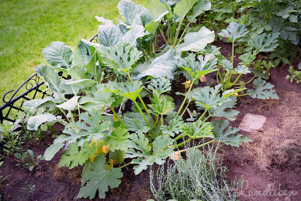 Unser Gartenguckloch im Juni 2017