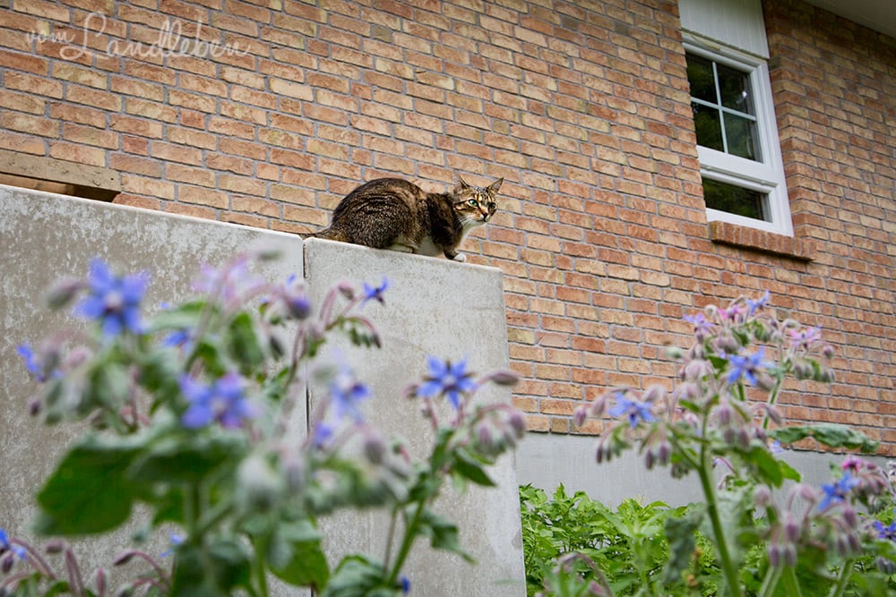 Unser Gartenguckloch im Juni 2017