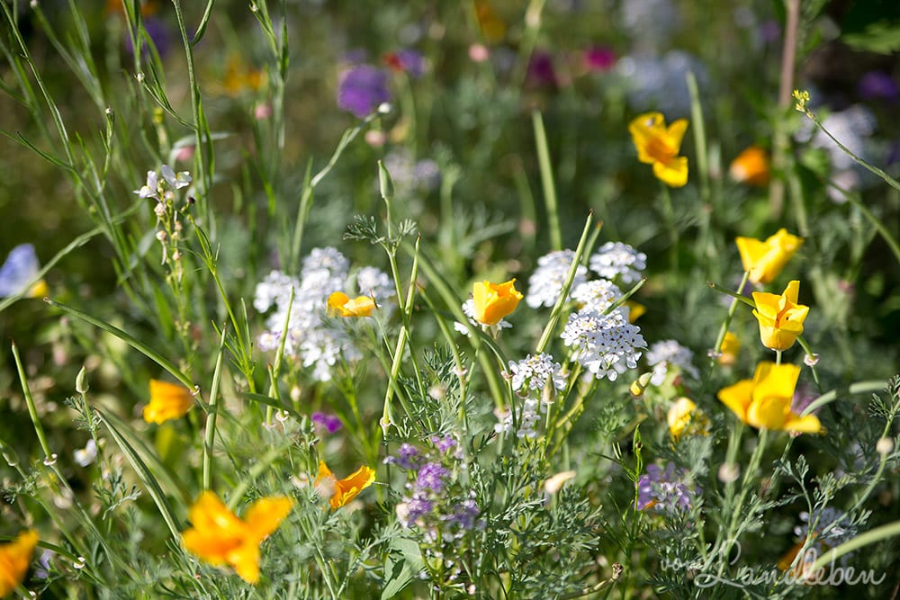 Unser Gartenguckloch im Juni 2017