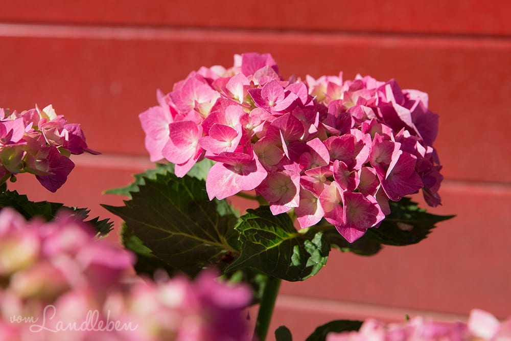 Hortensie im Juni 2017
