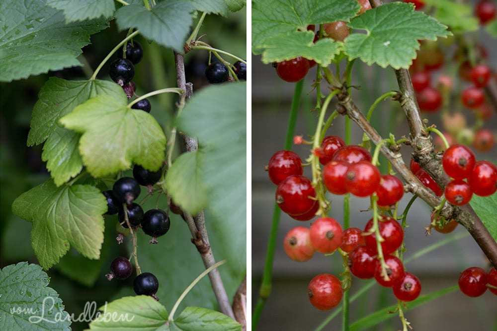 Johannisbeeren aus unserem Garten