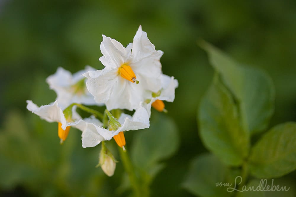 Kartoffelblüte