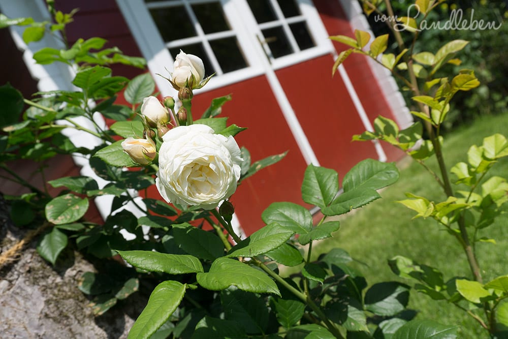 Kletterrose am Apfelbaum im Juni 2017