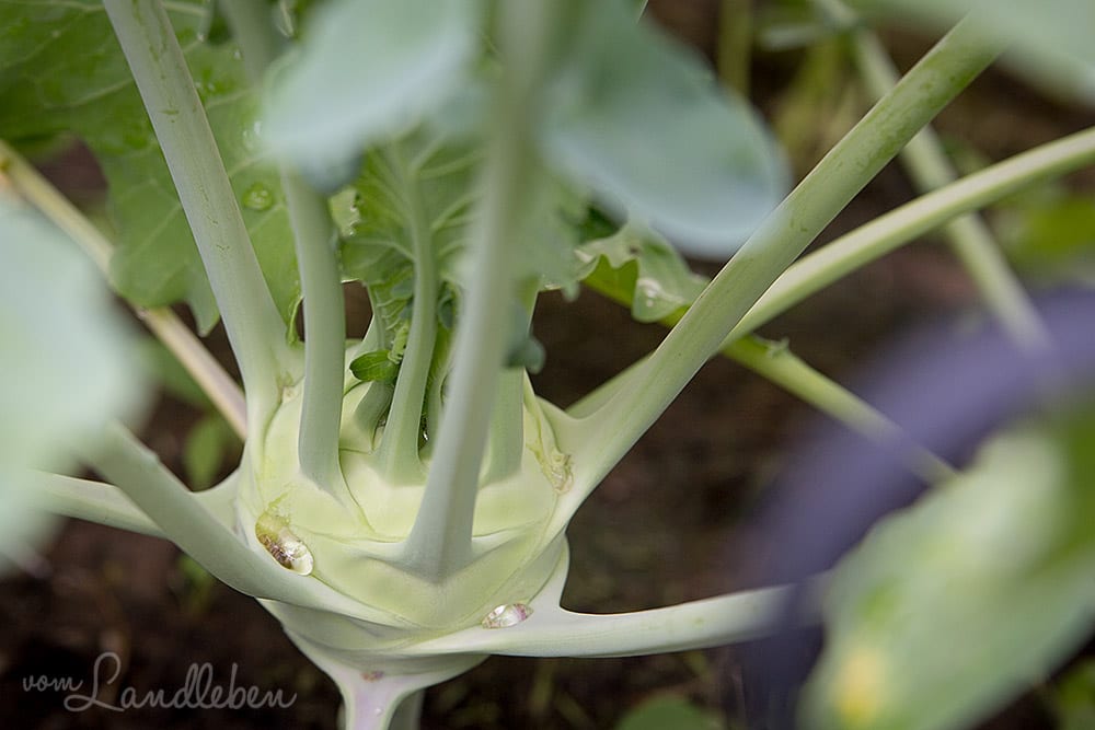 Kohlrabi in progress