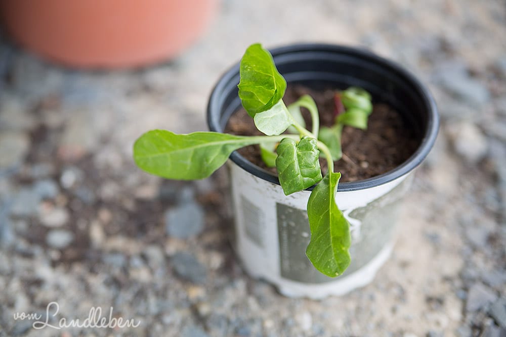 Der Mangold im Juni 2017