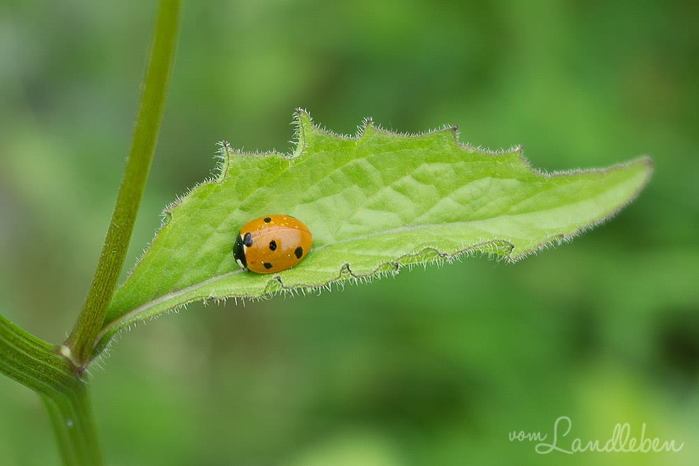 Marienkäfer