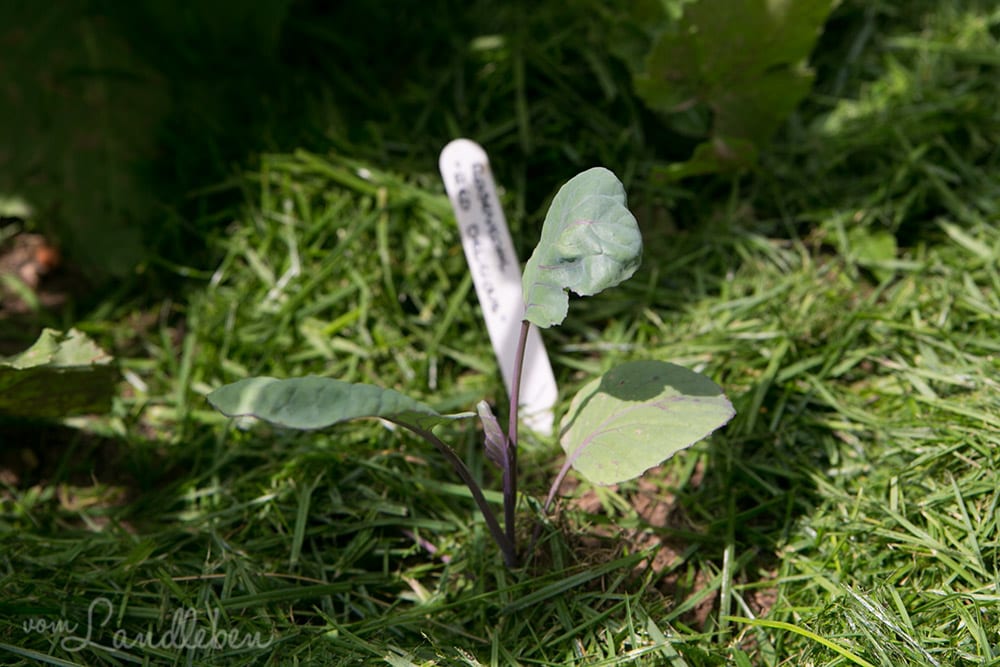 Der Rosenkohl im Juni 2017