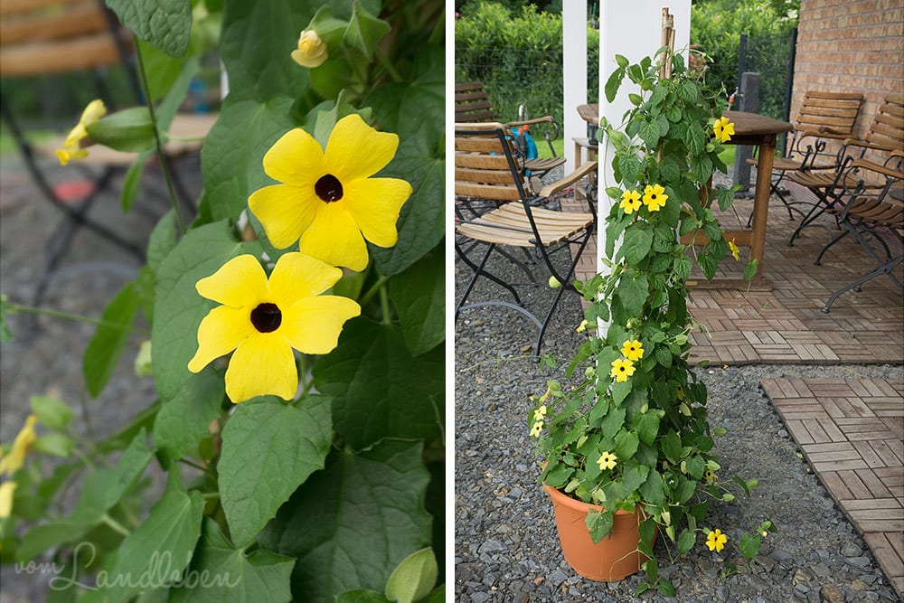 Schwarzäugige Susanne