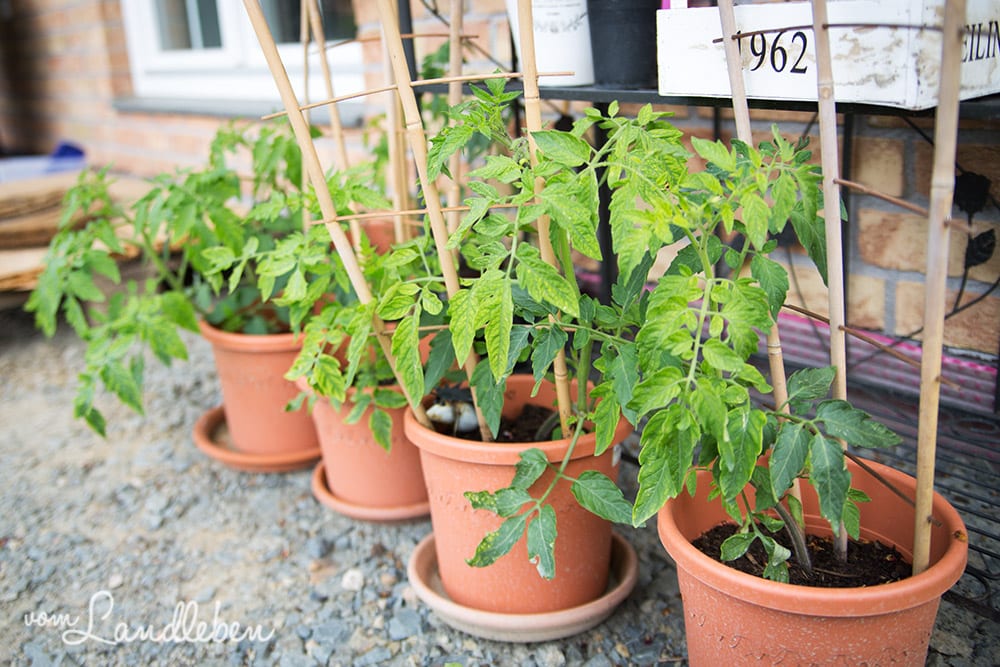 Unsere Tomaten im Juni 2017