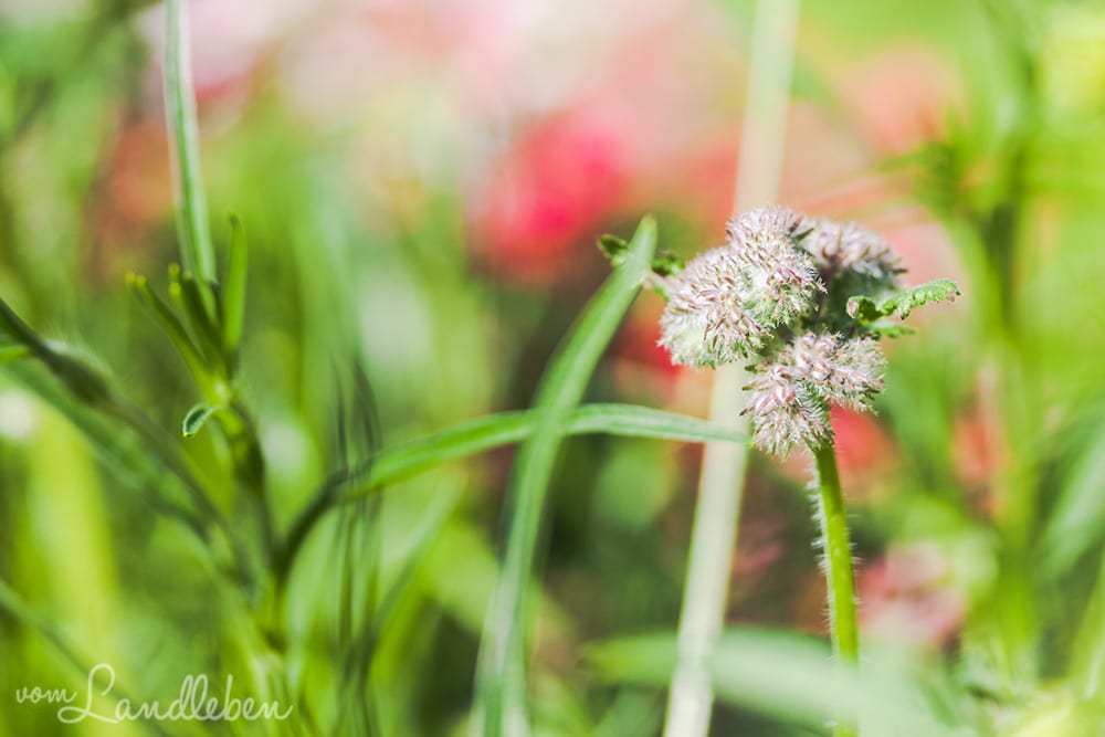 Wildblumen in der Mulde