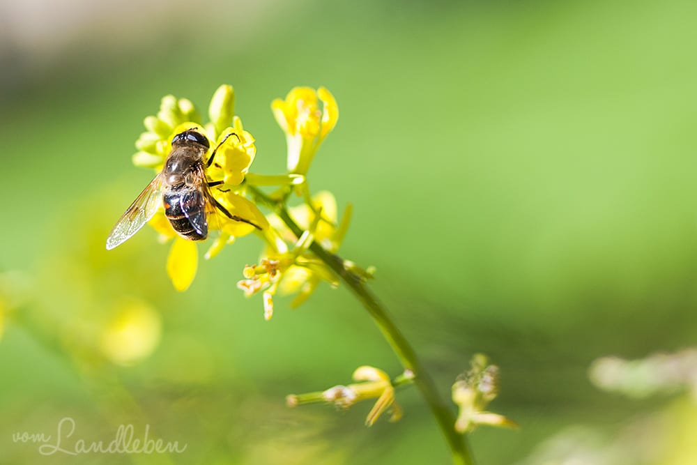 Insekten freuen sich über unsere Blumenwiese