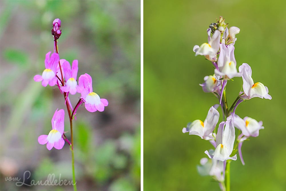 Wildblumen in der Mulde