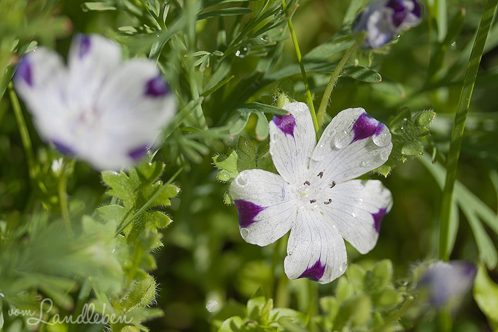 Wildblumen in der Mulde