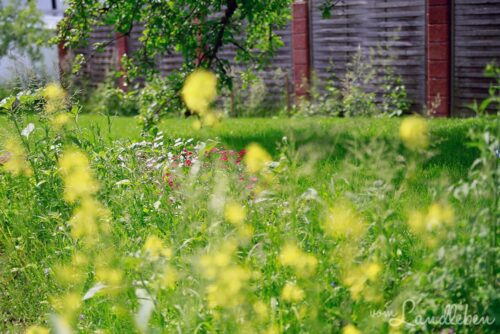 Wildblumen in der Mulde