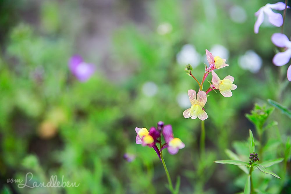 Wildblumen in der Mulde