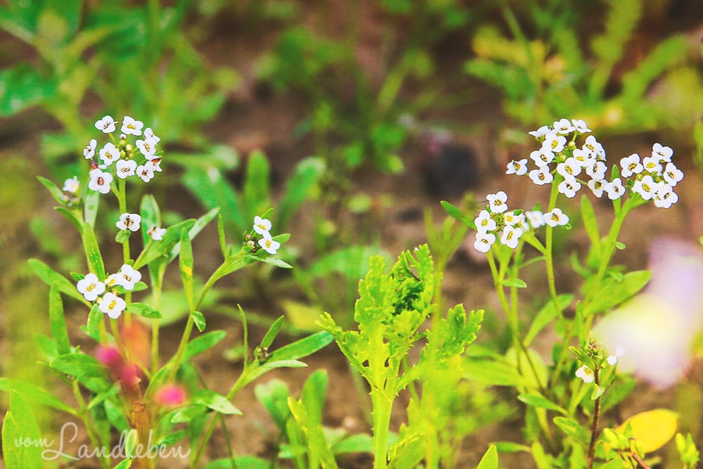 Wildblumen in der Mulde