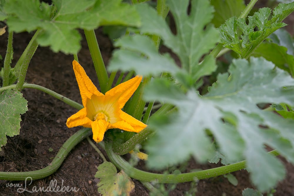 Zucchini-Blüte