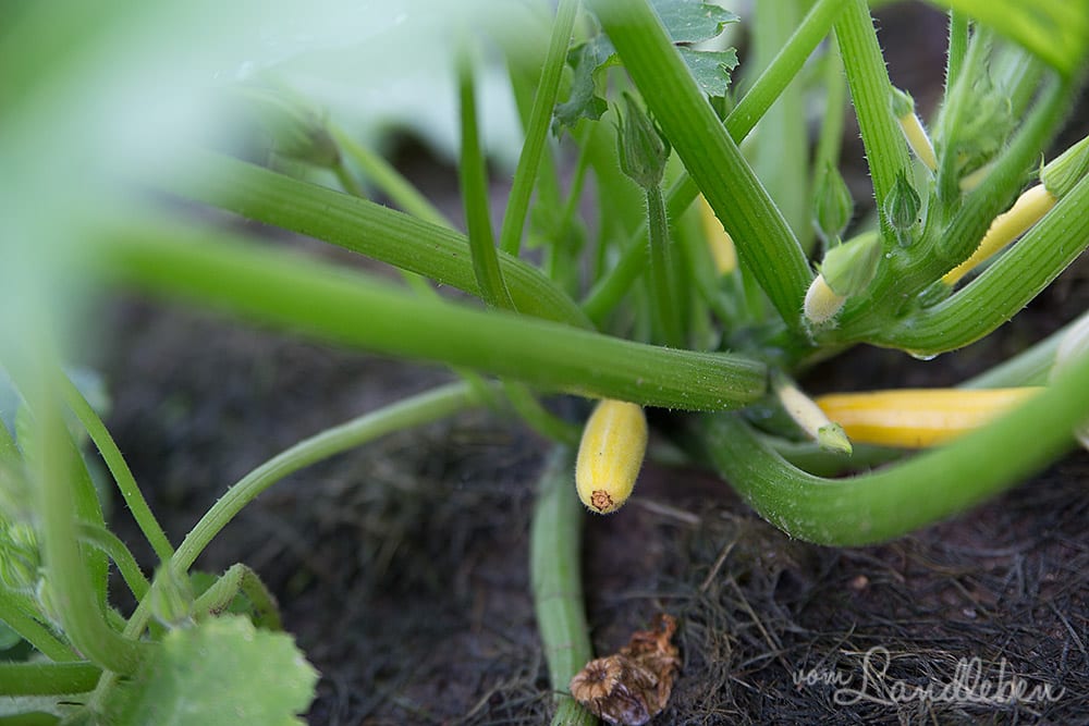 Zucchini