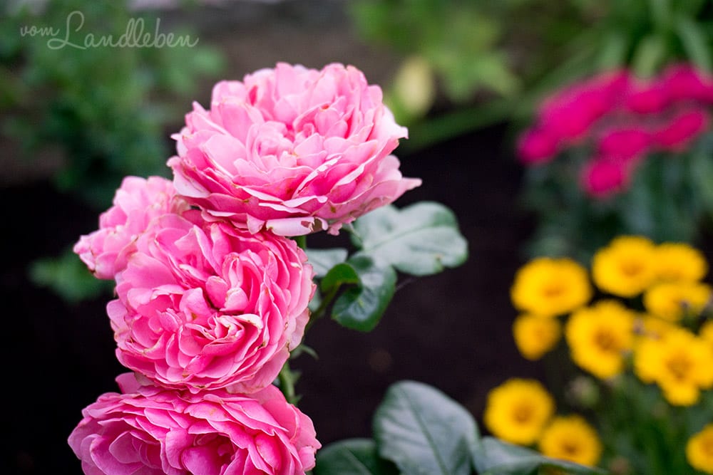 Beetrose Leonardo da Vinci