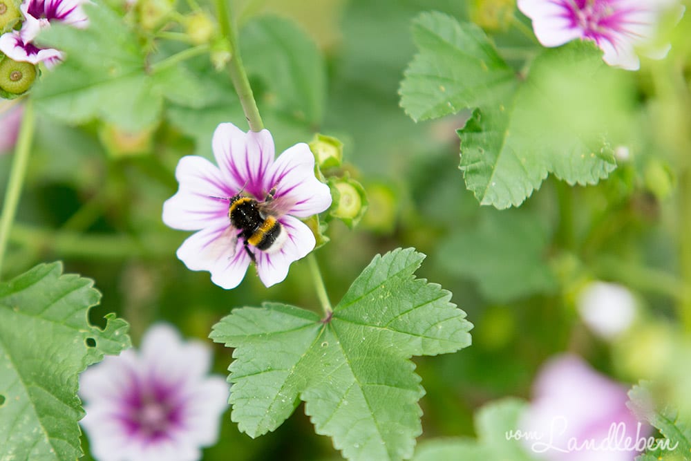 Biene an einer Malven-Blüte