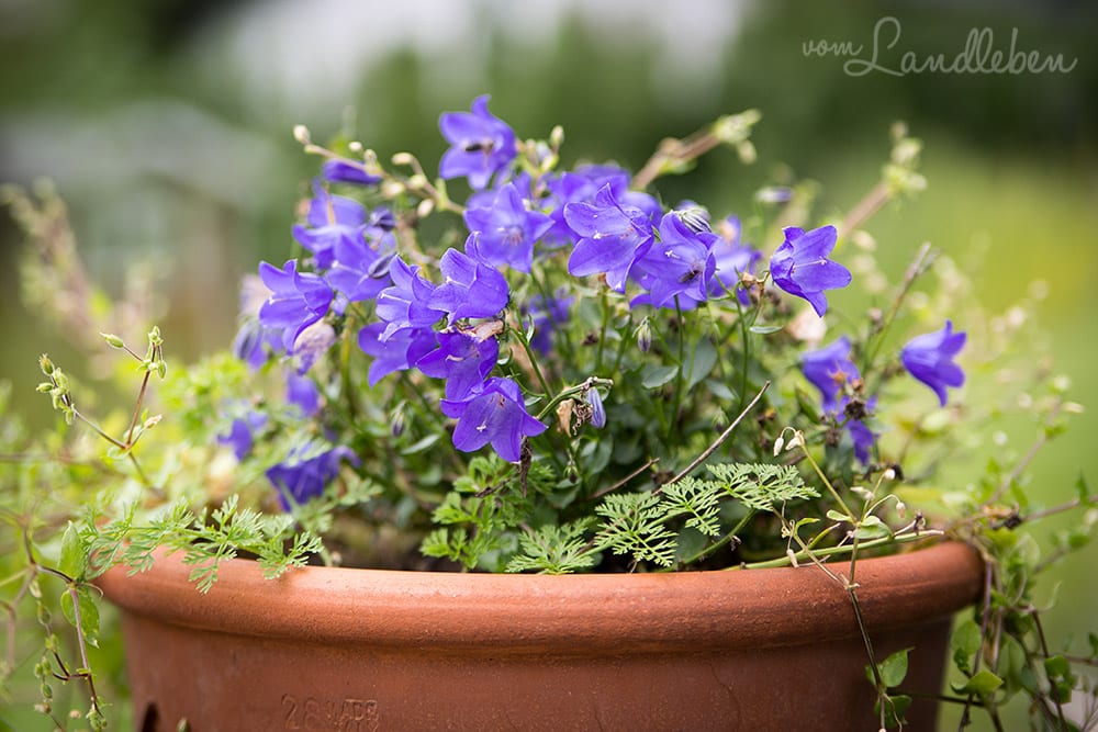 Campanula im Juli 2017