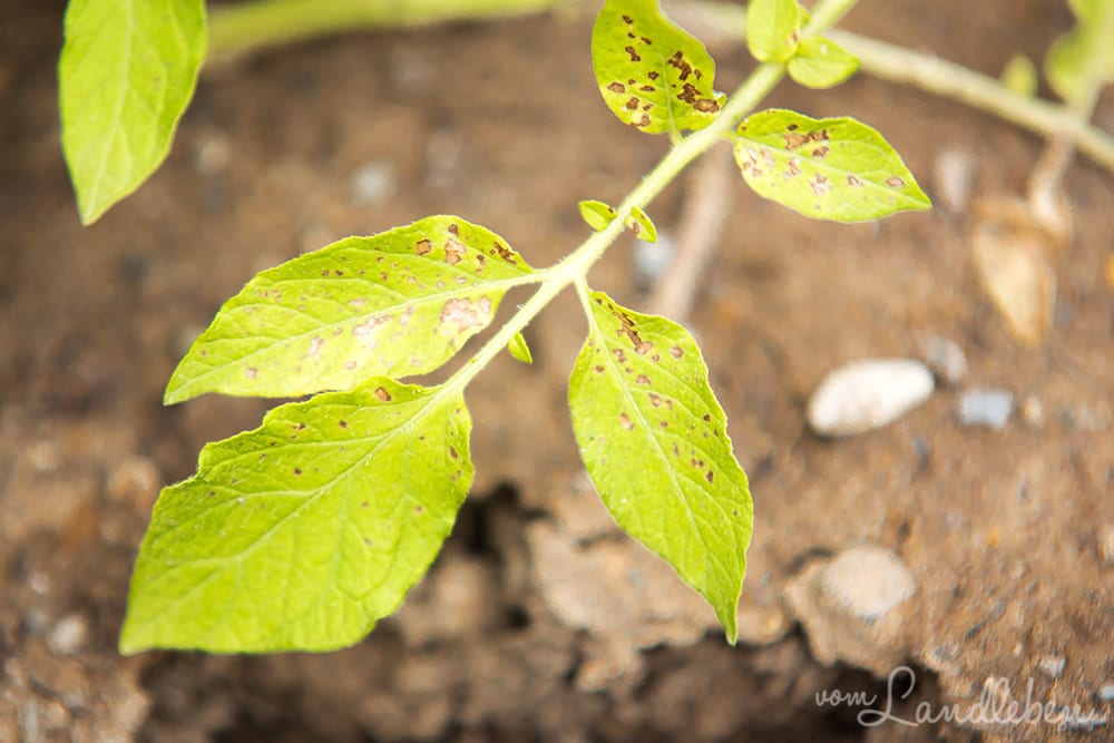 Dürrfleckenkrankheit (Alternaria solani) an Kartoffel