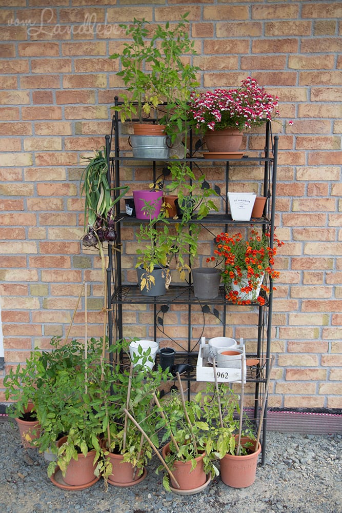 Gartenguckloch im Juli 2017