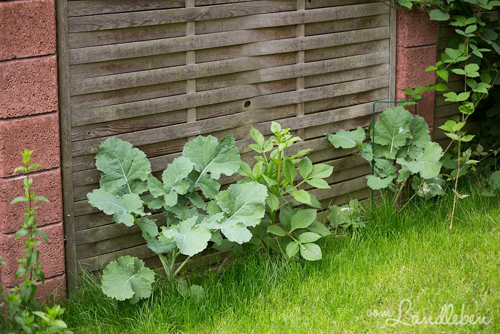 Gartenguckloch im Juli 2017
