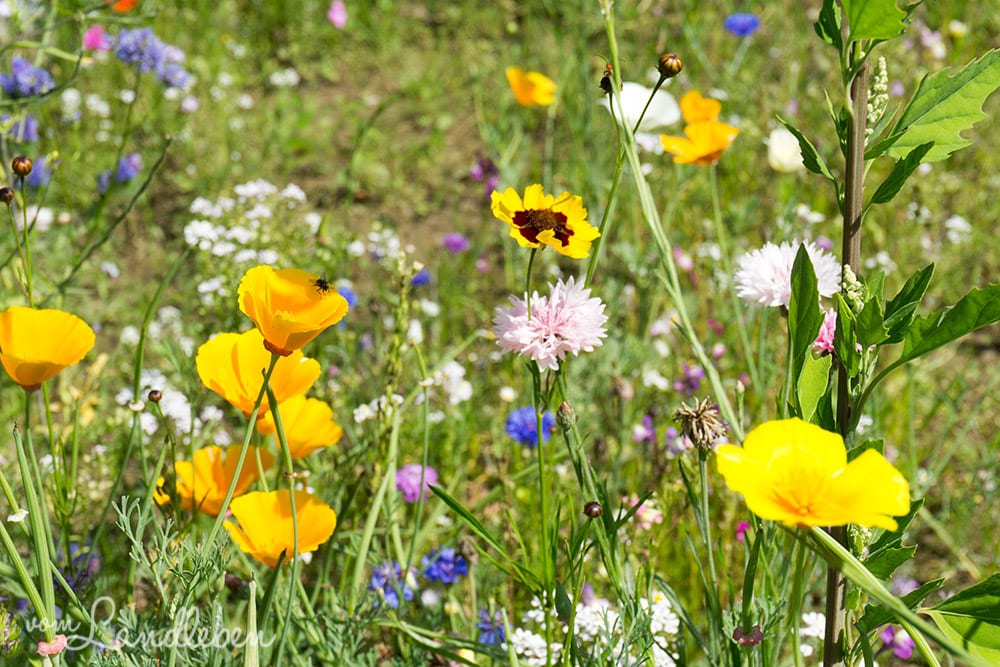 Gartenguckloch Juli 2017