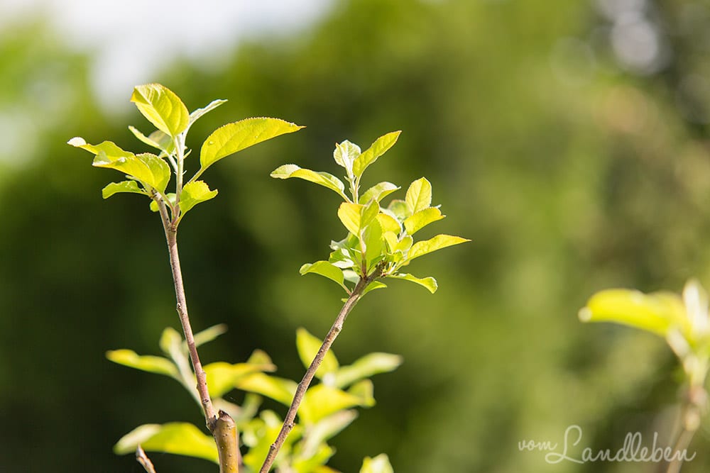 Der junge Apfelbaum im Juli 2017