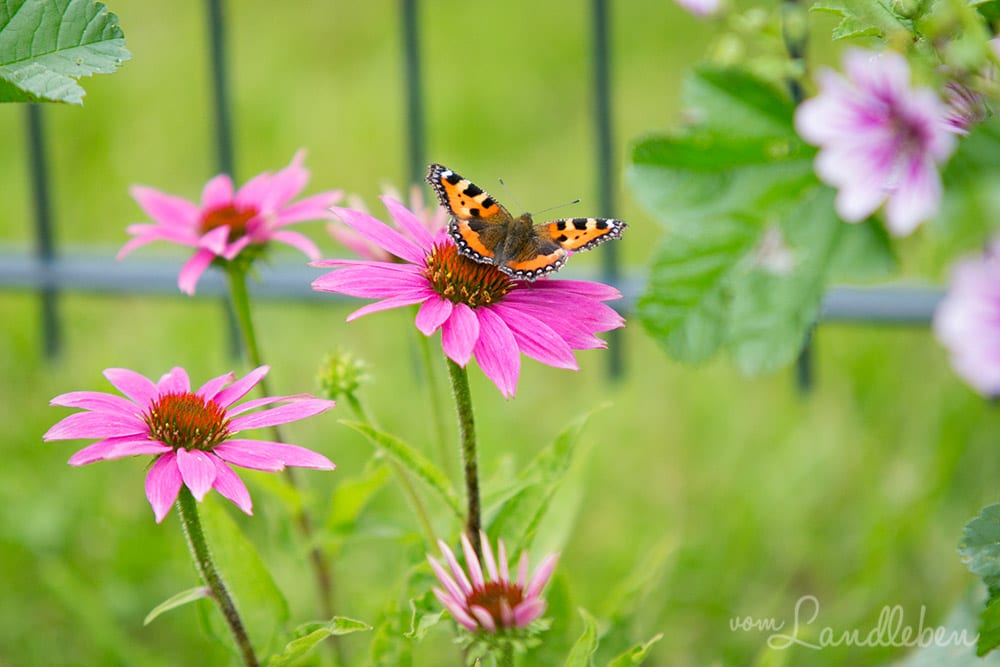 Kleiner Fuchs auf Purpur-Sonnenhut