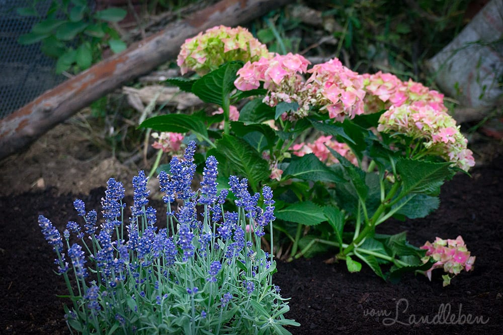 Lavendel und Hortensie