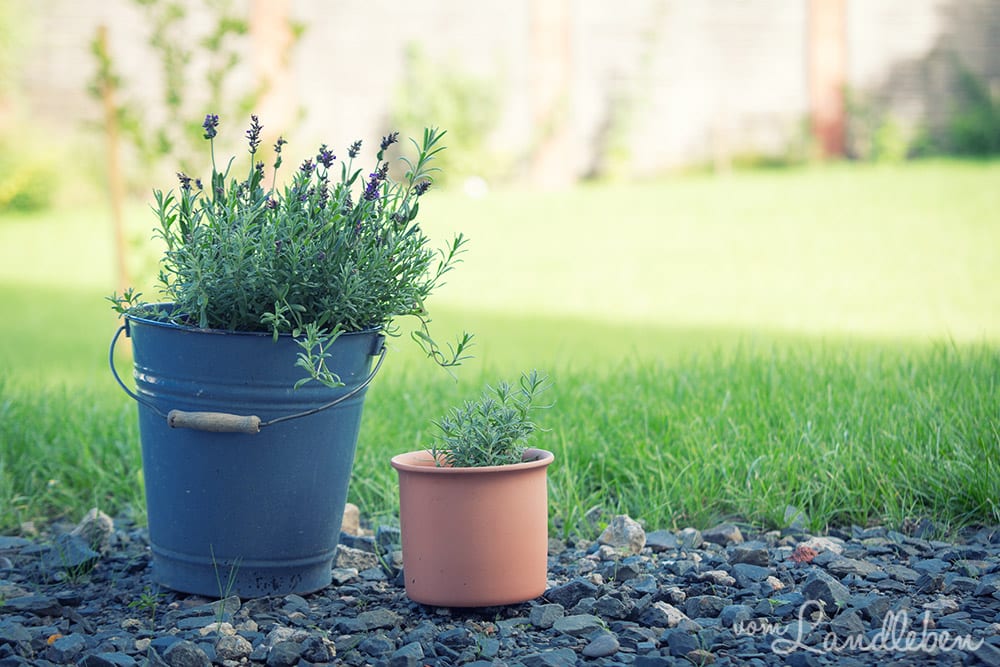 Lavendel im Juli 2017