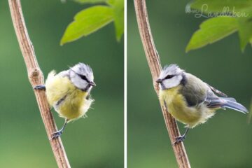 Meisen im Garten