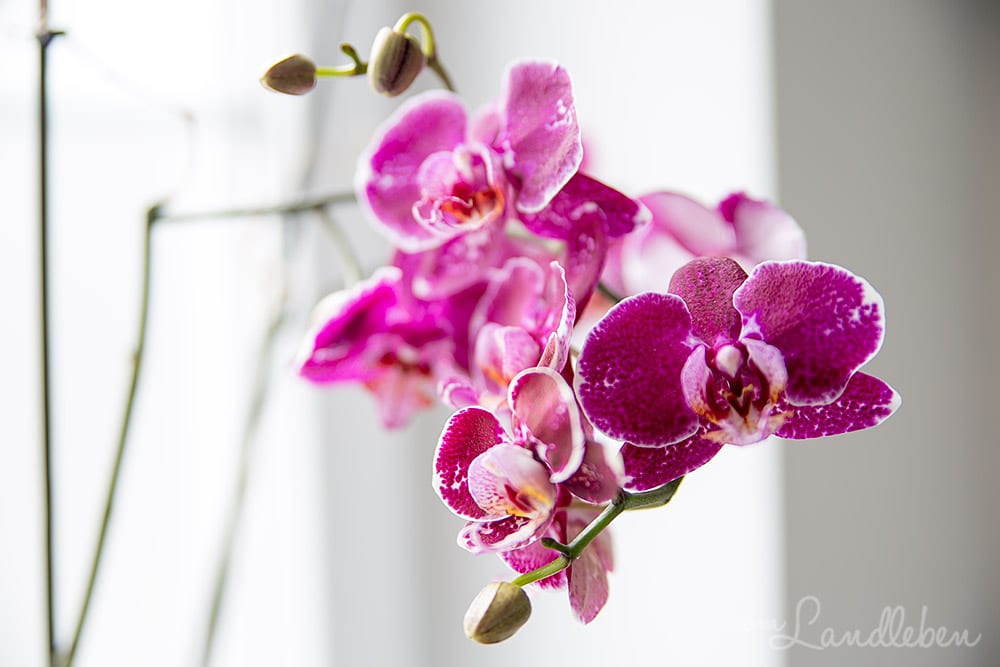 Orchidee