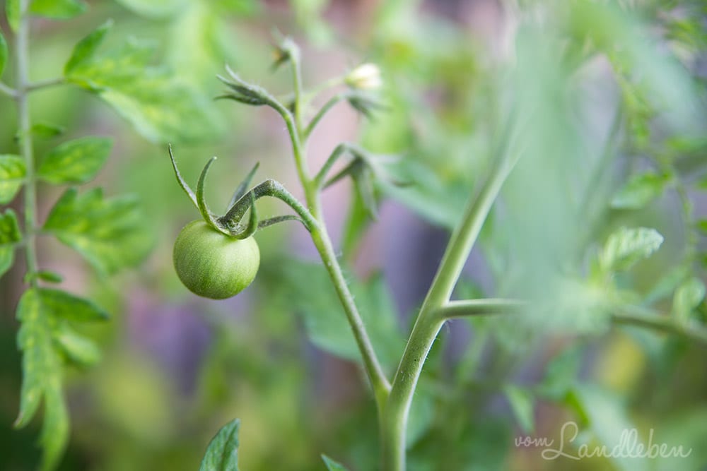 Unsere Tomaten im Juli 2017