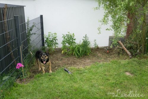 Die wilde Ecke im Garten