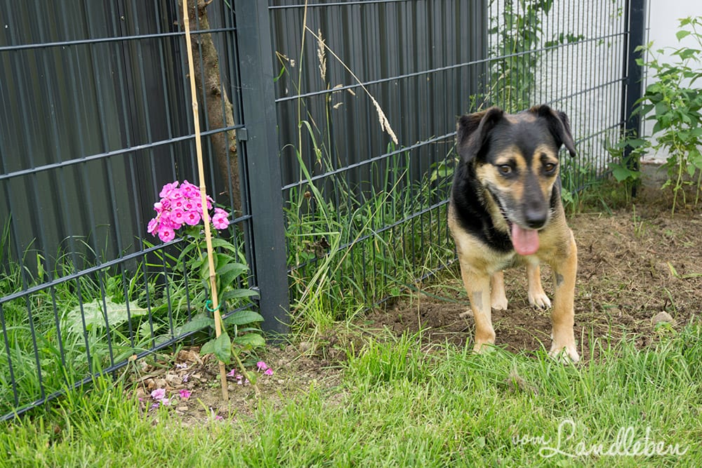 Nala im Garten - Juli 2017