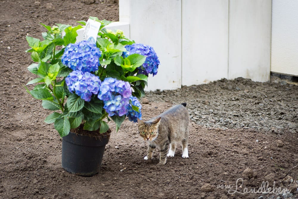 Juli an einer Hortensie