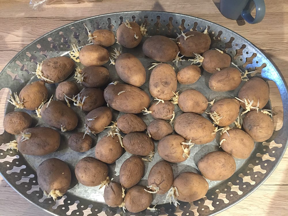 Kartoffeln vorkeimen