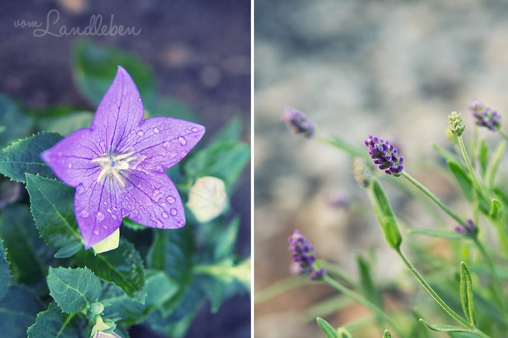 Ballonblume und Lavendel
