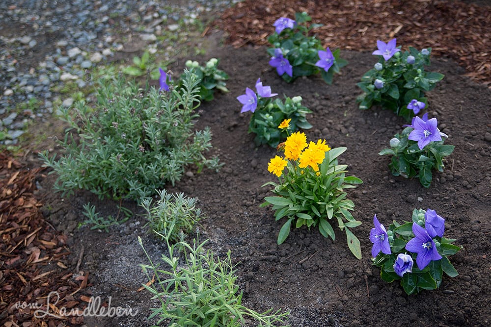 Lavendel und Ballonblumen