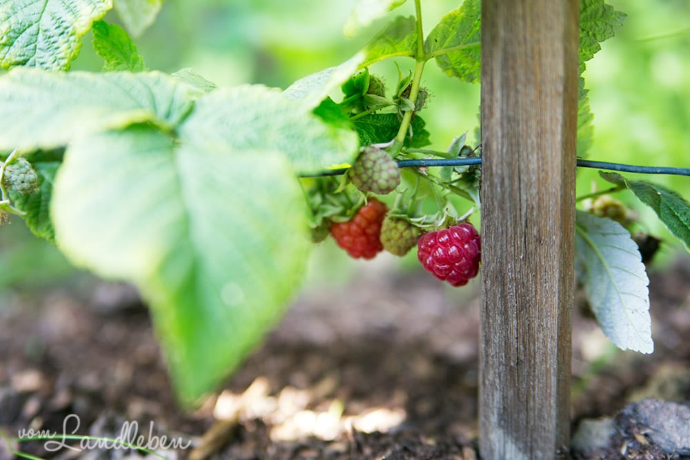 Himbeeren im Garten