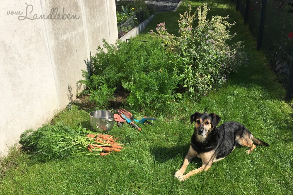 Möhren aus dem eigenen Garten