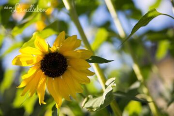 Sonnenblume