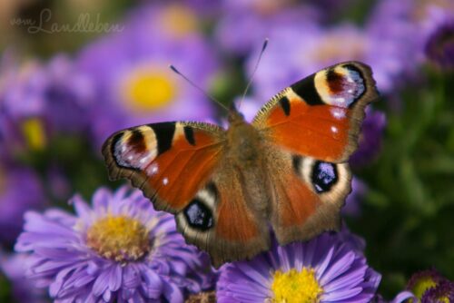 Tagpfauenauge auf Astern