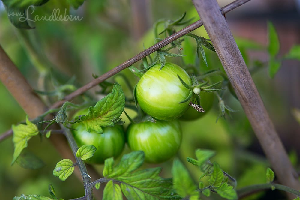 Tomaten im August 2017
