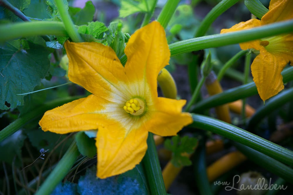 Zucchini-Blüte